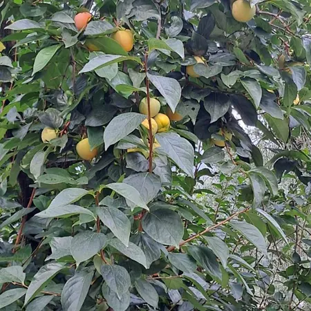 Appartamento Ciclamino *